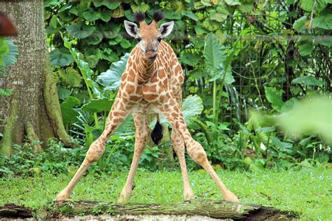 Why Giraffes Have Long Necks News Asiaone
