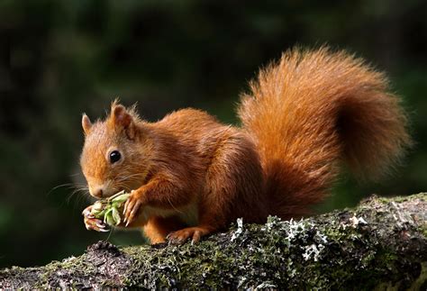Red Squirrels A Giant Leap Scottish Wildlife Trust