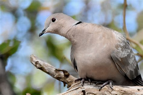 European Collared Dove