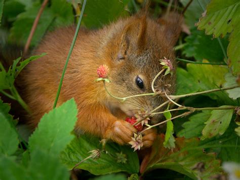 Baby Red Squirrel Eating Wild Strawberries This Little Bab Flickr