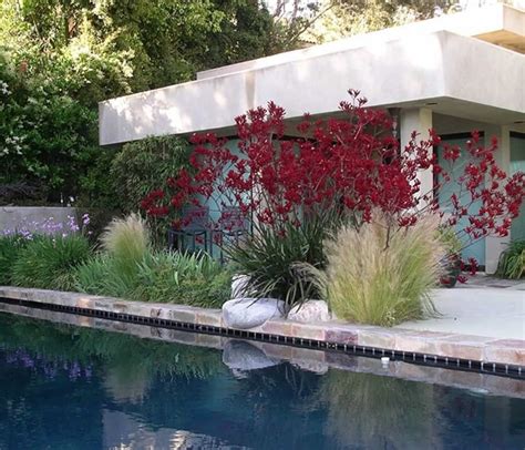 Best Swimming Pool Landscaping Plants Modern Landscape Design Modern