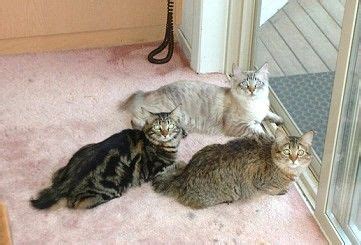 Top class highland lynx cattery we are a small, three generation, hobby cattery in southeastern ohio. 17 Best images about Catteries breeding cats I'm ...