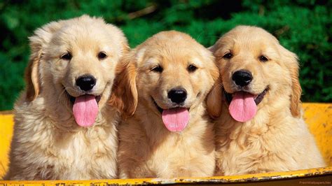 Golden Retrievers Wallpapers Wallpaper Cave