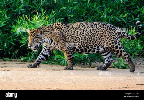 Jaguar Prowling High Resolution Stock Photography And Images Alamy