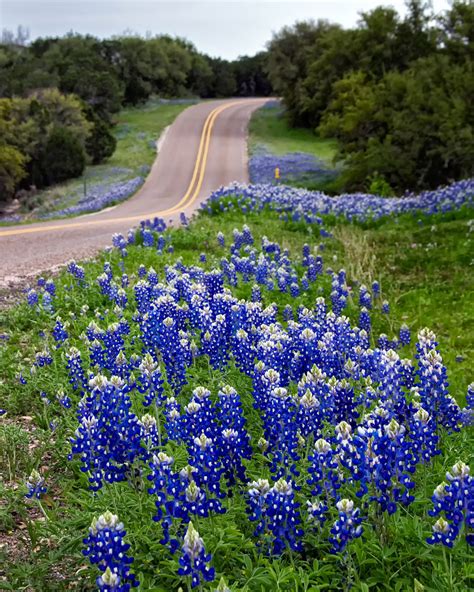 Landscaping Along Roads: What You Should Know About Roadside Plants