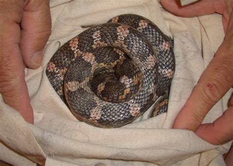 Big Bend Texas Nature Texas Rat Snake