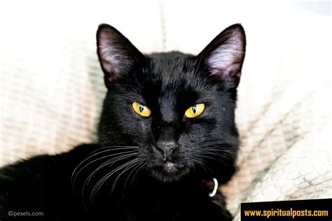 14 Spiritual Meanings Of Black Cat And Symbolism Crosses Path