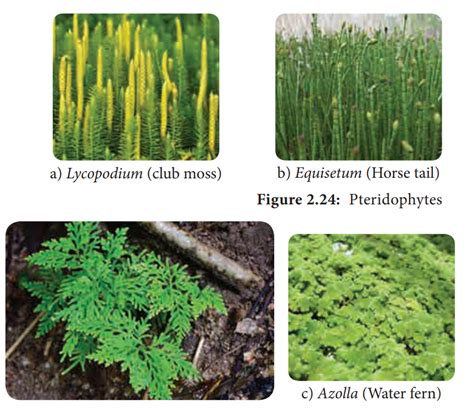 Pteridophytes Characteristic Features Classification