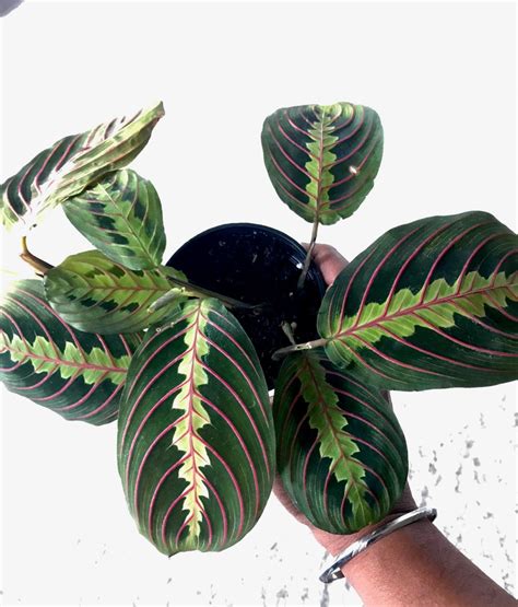 Red Maranta Prayer Plant Evergreen Indoor Positive Energy Etsy