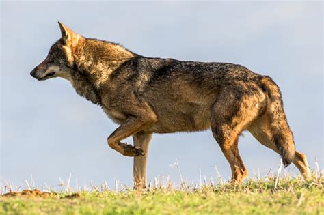 Iberian Wolf Stock Photo Download Image Now Istock