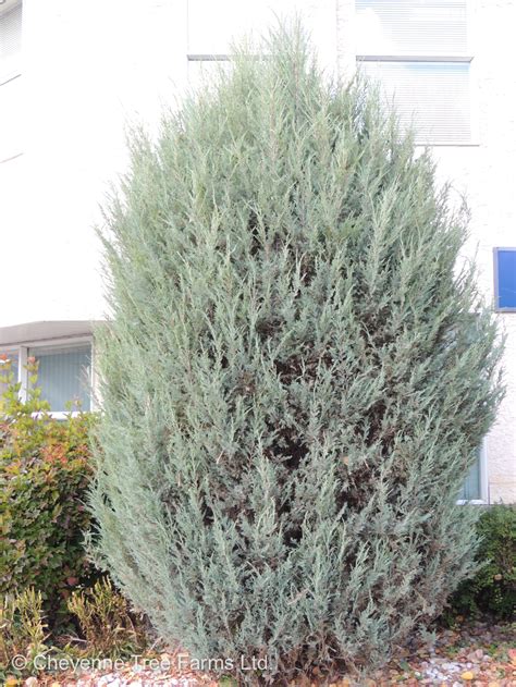 Juniper Wichita Blue Cheyenne Tree Farm Trees Shrubs Perennials