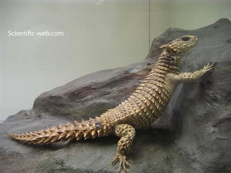 Giant Armadillo Lizard Verseamela