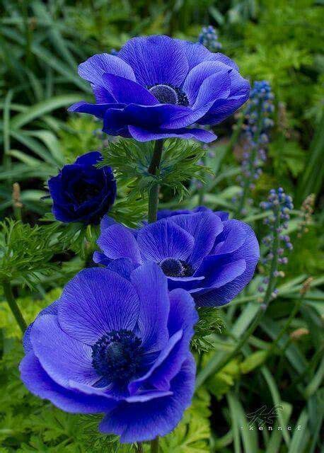 1226 Best Blue Flowers Images On Pinterest Beautiful Flowers Blue
