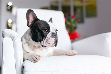 10 Ways You Can Set Your Dog Up For Success While You Are Gone All Day