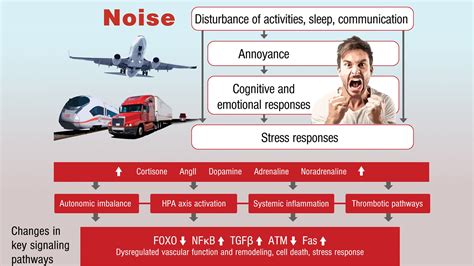 The Evidence For Noise Induced Cardiovascular Disease