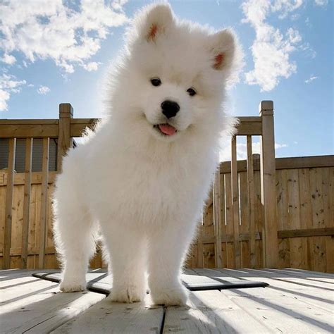 Samoyed Puppy Dogs Know Your Meme