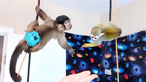 Baby capuchin monkey playing with his friend. Baby Capuchin & Baby Squirrel Monkey Playdate! - YouTube