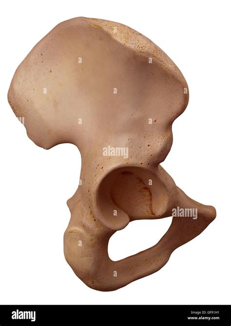 Hip Bone Hi Res Stock Photography And Images Alamy