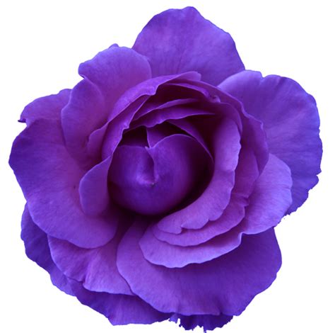 Are you searching for flowers line drawing png images or vector? Flower Rose Wild Blue Purple Transparent | Free Images at ...