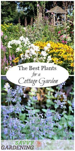 A List Of Cottage Garden Plants The Ultimate Guide Cottage Garden