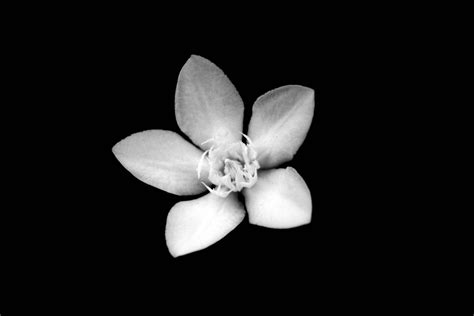 Migliaia di nuove immagini di alta qualità aggiunte ogni giorno. Fiore bianco e nero Immagine gratis - Public Domain Pictures