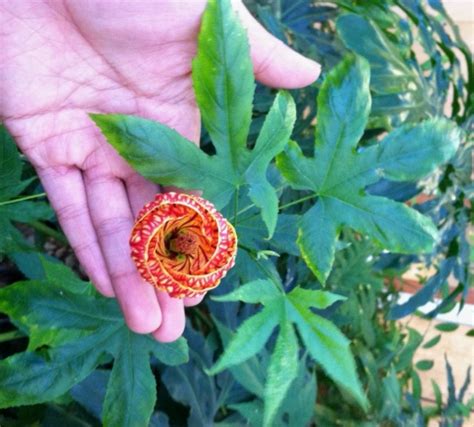 Buy fall color shrubs at nature hills nursery, america's largest online nursery. December 2012 Plant Profile: Abutilon 'Tiger Eye'