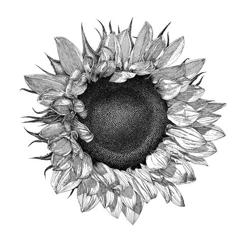 Single Sunflower Drawing By William Beauchamp Fine Art America