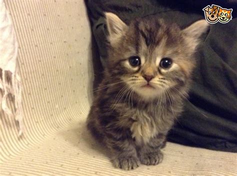 Cute little kitten and founded me in the girlfriend's backyard today. Grey female Maine Coon kitten | Smethwick, West Midlands ...