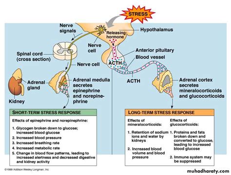Endocrine System Inflammation