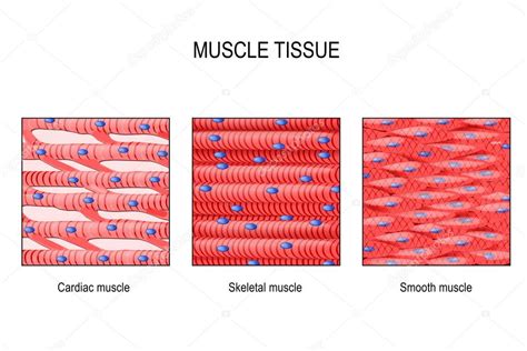 The trichome stain can be used to highlight smooth muscle cells (red) and background collagen (blue) in cases of spindled cell tumors. Tecido Muscular Músculo Esquelético Liso Trato ...