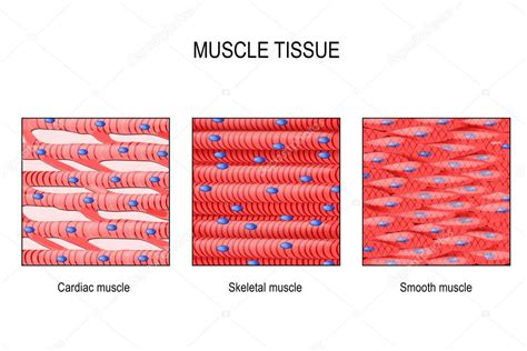 Related posts of smooth muscle labelled diagram head muscle anatomy. Tecido Muscular Músculo Esquelético Liso Trato ...