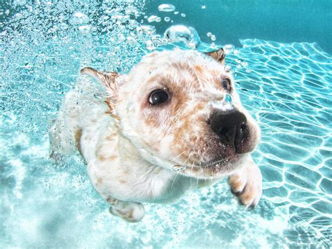 Puppies Jumping Into Swimming Pools Make For Unbelievably Cute Photos