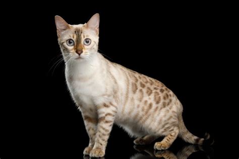 The Snow Bengal Cat Ultimate Guide