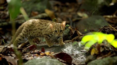 Meet The Rusty Spotted Cat The Worlds Smallest Wild Feline Success Life Lounge