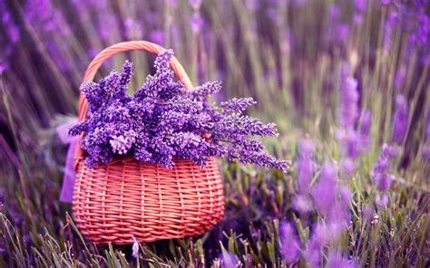 Lavender Wallpaper 64 Images