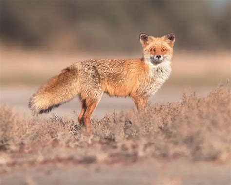 Red Fox Facts Diet Habitat And Pictures On Animaliabio