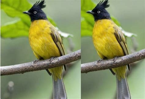 12 Most Beautiful Species Of Bulbul Found In India