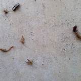 Images of Ranger Termite And Pest Control