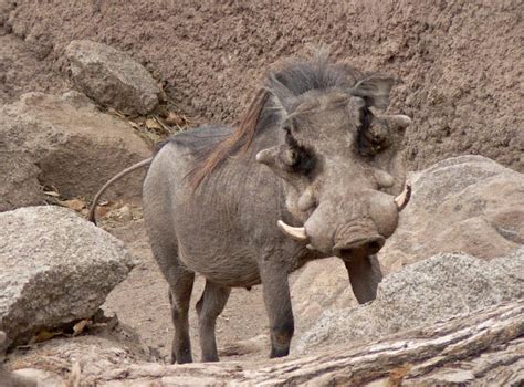 Warthog The Biggest Animals Kingdom
