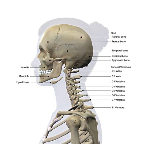 Back Of Neck Anatomy Bones Cervical Spondylosis Symptoms Causes