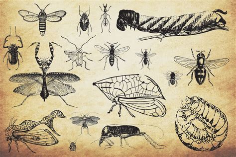 Insect Vector Graphics Bundle in Illustrations on Yellow Images
