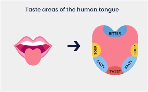 Premium Vector Cartoon Human Taste Areas Tongue Taste Receptors