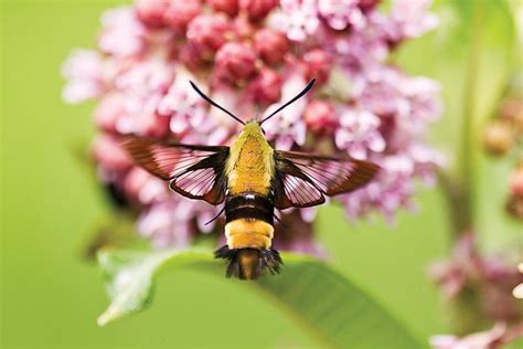 Snowberry Clearwing Missouri Department Of Conservation