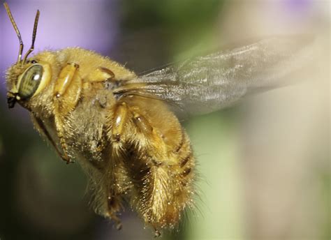 Furry Golden Brownorange Bumblebee Like Bug Xylocopa Sonorina