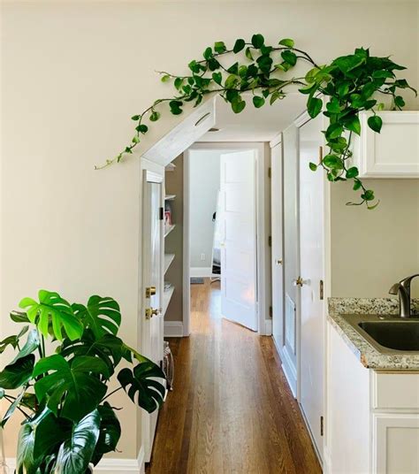 A Special Touch For The Hallway Houseplants Growing Indoors