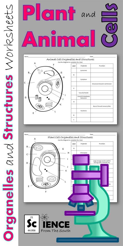 Superstar Worksheets Animal And Plant Cell