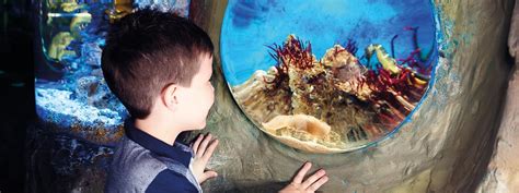 Sea Life Arizona Aquarium Phoenix Tripster