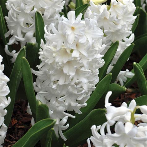 Set of different blooming plants in flower pots on white background. White Pearl Hyacinth:Hyacinth Bulbs: Tulips.com