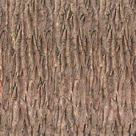 Bark Background Texture Tree Old Natural Brown White Color