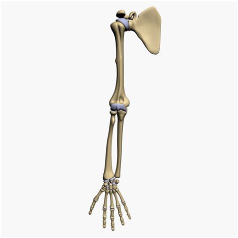 Some, like the rib cage, provide protection for softer body parts, while other bones enable mobility by supporting the muscles. 3d model bones human arm anatomy